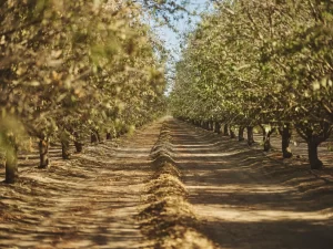 california almonds