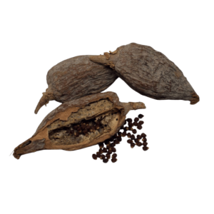 Alligator Pepper