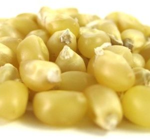 White Popcorn - Popcorn Kernels - nutsupplyusa.com