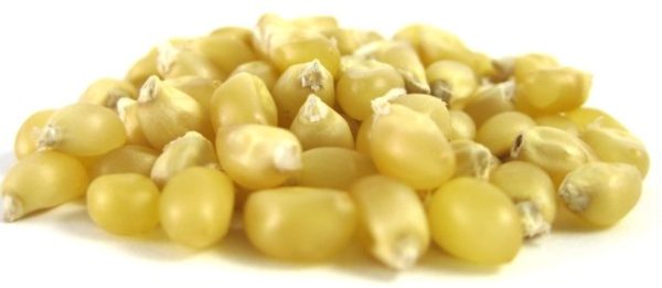 White Popcorn - Popcorn Kernels - nutsupplyusa.com