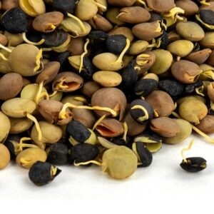 organic sprouted lentil blend