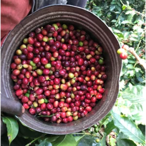 dominican republic coffee