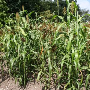 sorghum seeds