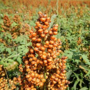 sorghum seeds