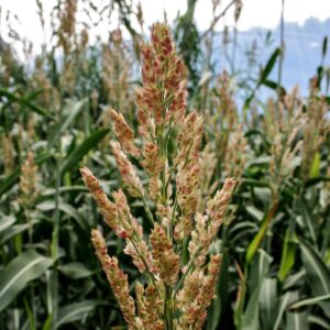 sorghum seeds