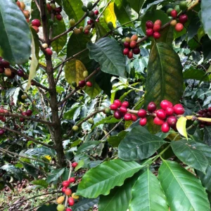 dominican republic coffee