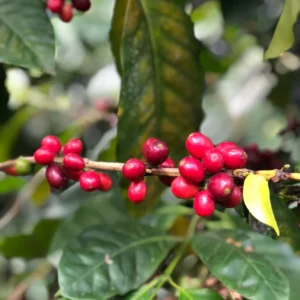 dominican republic coffee