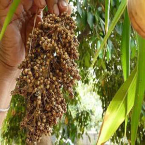 Red Sorghum Grain Australian 1kg,5kg