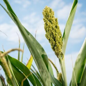 sorghum grain
